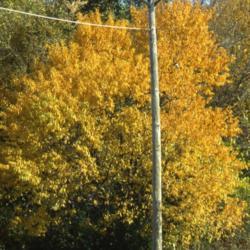Location: Warrenville, Illinois
Date: October in 1980's
mature tree in golden fall color