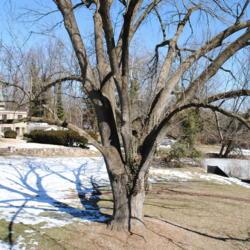 Location: Downingtown, Pennsylvania
Date: 2011-02-15
mature tree in winter