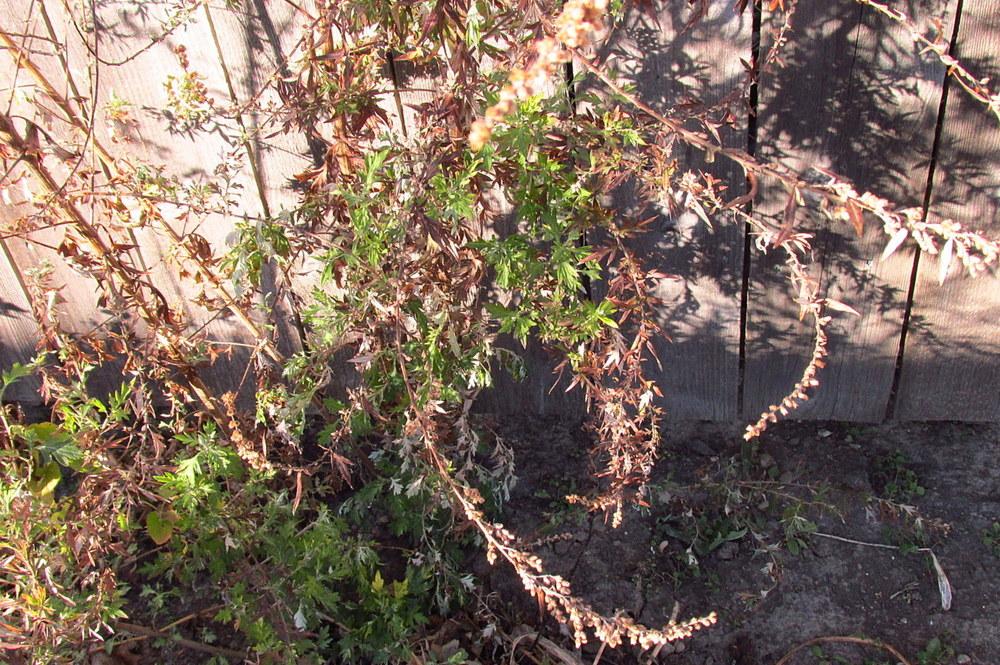 Photo of Variegated Mugwort (Artemisia vulgaris Oriental Limelight) uploaded by jmorth