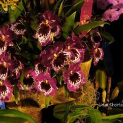 Location: Palm Sunday Orchid Show, MI
Date: 2012-04-01
SONY DSC