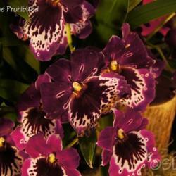 Location: Palm Sunday Orchid Show, MI
Date: 2012-04-01