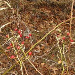 Location: central Illinois
Date: 2015-11-26
winter rose hips