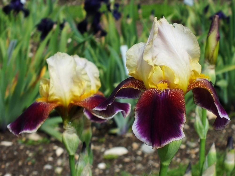 Photo of Tall Bearded Iris (Iris 'Shah Jehan') uploaded by sunnyvalley