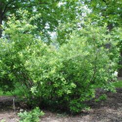Location: Morton Arboretum in Lisle, Illinois
Date: 2015-06-19
full-grown shrub in summer