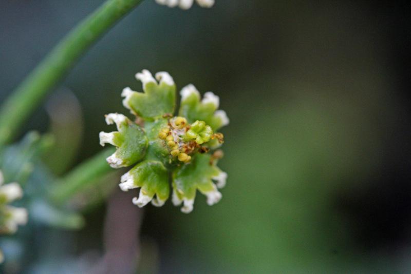 Photo of Medusa Head (Euphorbia caput-medusae) uploaded by RuuddeBlock