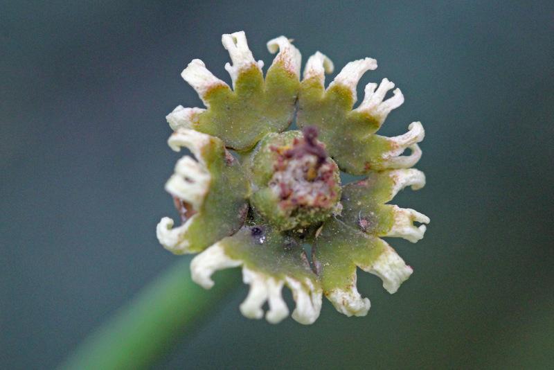 Photo of Medusa Head (Euphorbia caput-medusae) uploaded by RuuddeBlock