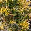 "Taxus baccata 'Repandens Aurea', 2016, English or [European yew]
