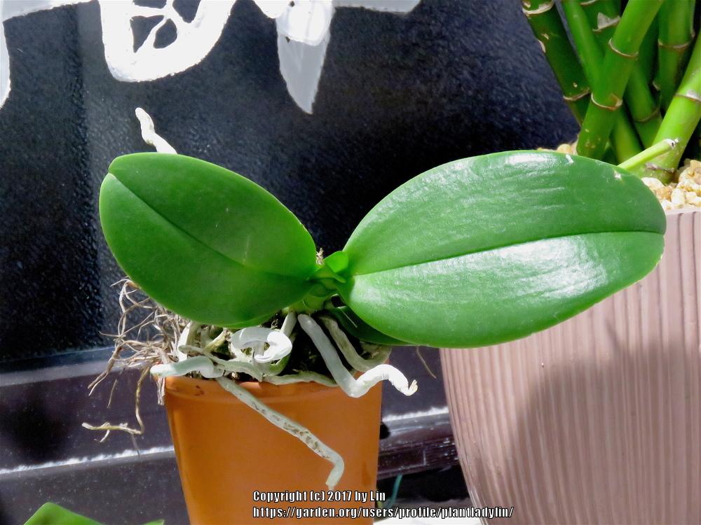 Photo of Moth Orchid (Phalaenopsis) uploaded by plantladylin