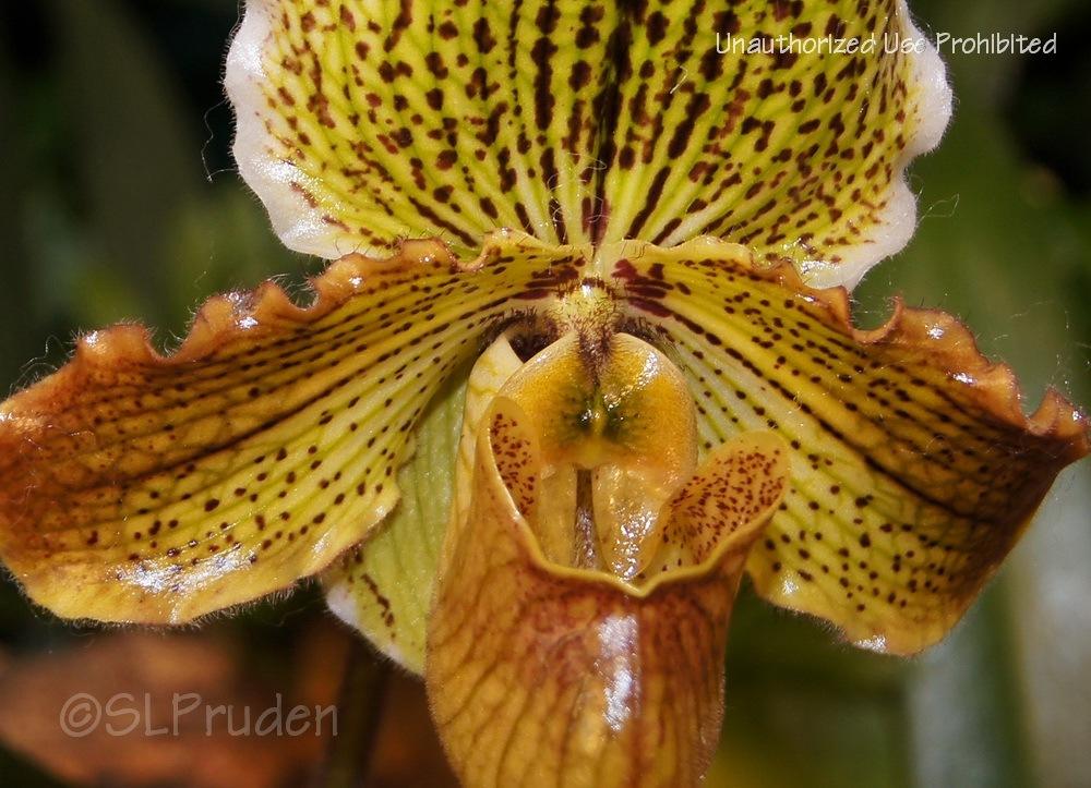 Photo of Orchid (Paphiopedilum Golden Crest) uploaded by DaylilySLP