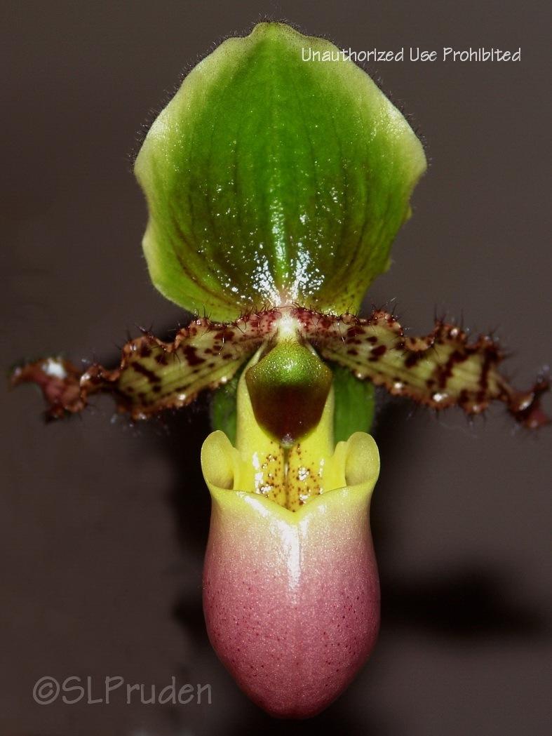 Photo of Slipper Orchid (Paphiopedilum Pinocchio) uploaded by DaylilySLP