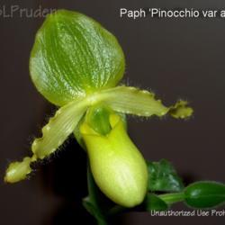 Location: My Plant
Paph 'Pinocchio var alba'