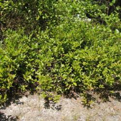 Location: southern New Jersey
Date: 2014-08-09
wild shrub along a creek in summer