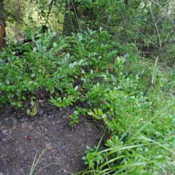 Location: southern New Jersey
Date: 2014-08-09
a few young plants together on a bank near a creek