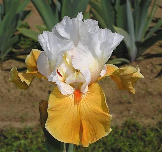 Photo of Tall Bearded Iris (Iris 'Frosted Pumpkin') uploaded by Misawa77