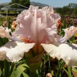 Location: Catheys Valley California 
Photo courtesy of Superstition Iris Gardens, posted with permissi