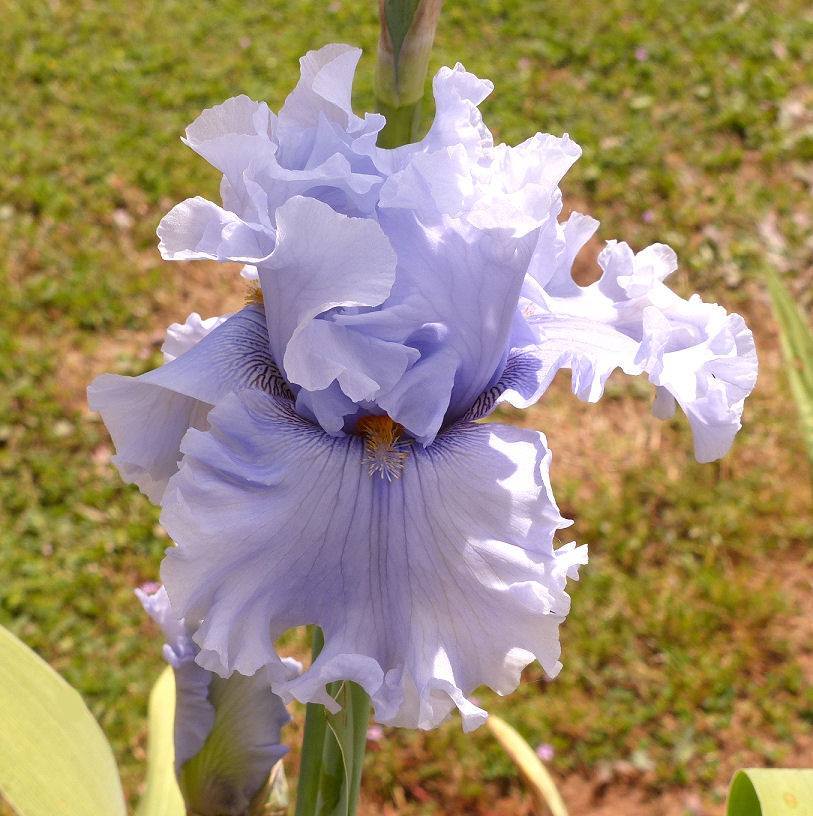 Photo of Tall Bearded Iris (Iris 'Platinum Passion') uploaded by Misawa77