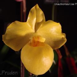 Location: Palm Sunday Orchid Show, MI
Date: 2009-04-04
