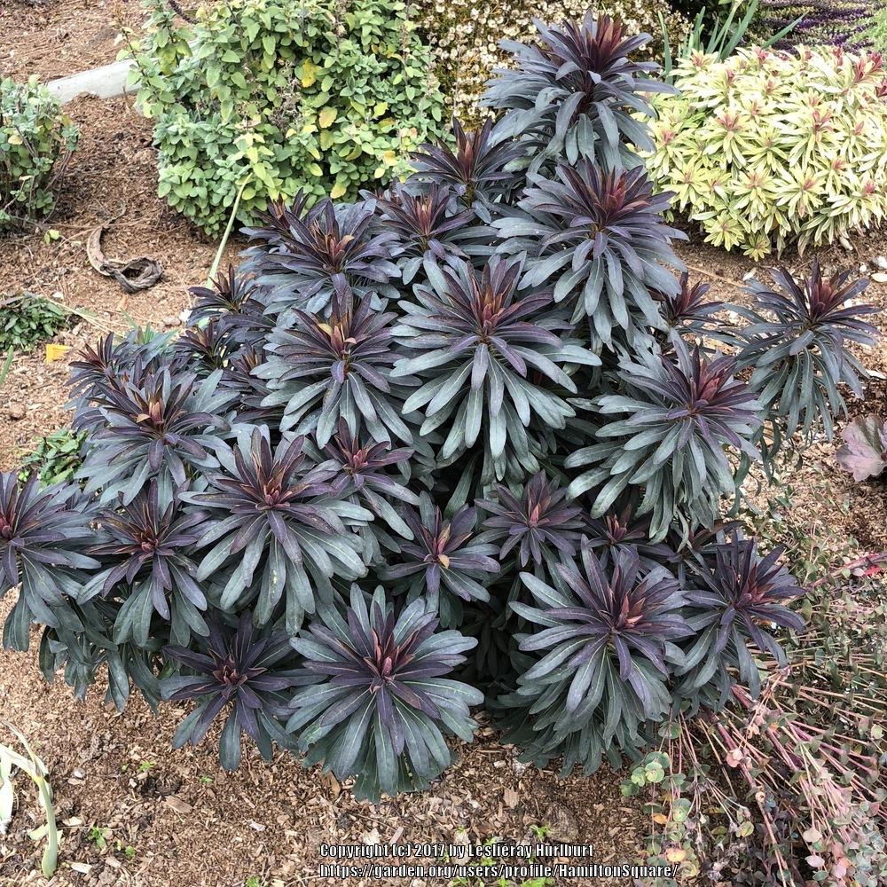 Photo of Euphorbia (Euphorbia x martini Blackbird) uploaded by HamiltonSquare