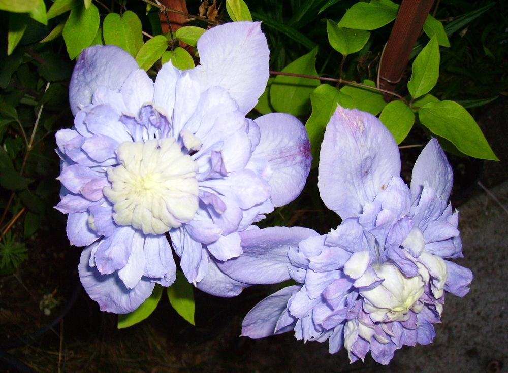 Photo of Clematis Blue Light™ uploaded by HemNorth