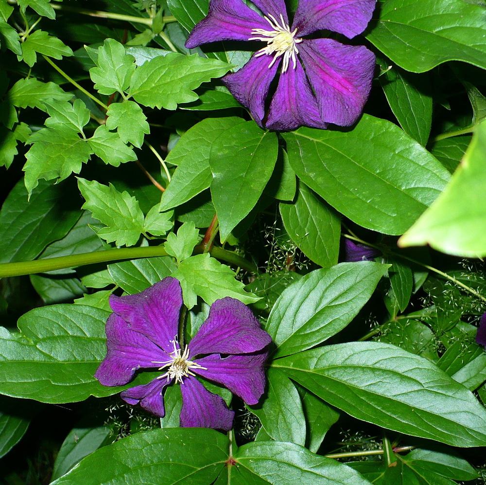 Photo of Clematis (Clematis viticella 'Etoile Violette') uploaded by HemNorth