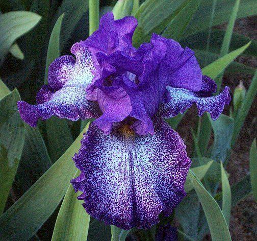 Photo of Tall Bearded Iris (Iris 'Celestial Explosion') uploaded by Misawa77