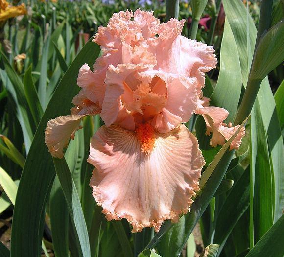 Photo of Tall Bearded Iris (Iris 'Augustine') uploaded by Misawa77