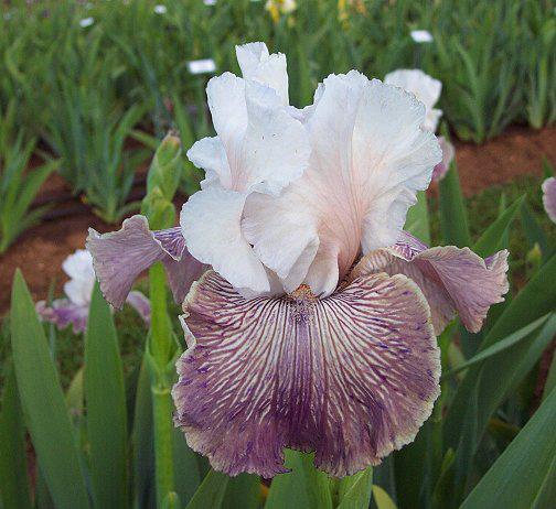 Photo of Tall Bearded Iris (Iris 'Crazy for You') uploaded by Misawa77