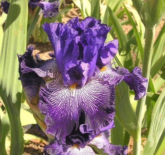 Photo of Tall Bearded Iris (Iris 'Clotho's Web') uploaded by Misawa77