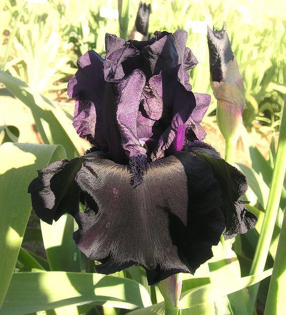 Photo of Tall Bearded Iris (Iris 'Black Is Black') uploaded by Misawa77
