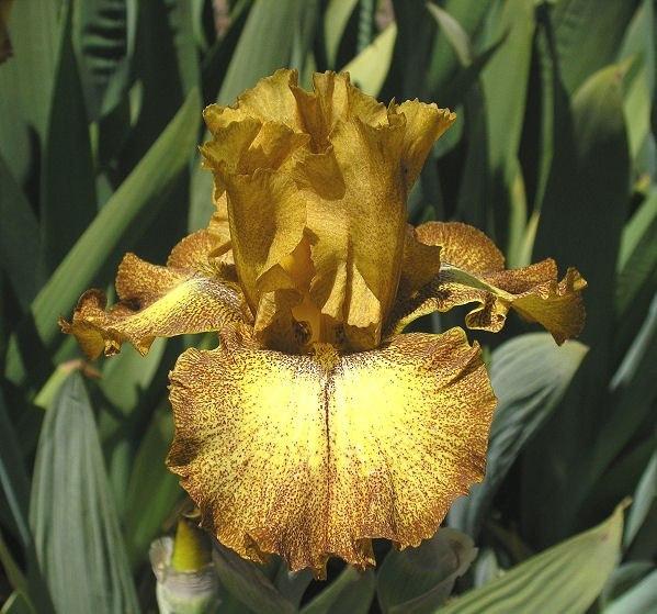 Photo of Tall Bearded Iris (Iris 'Camera Ready') uploaded by Misawa77