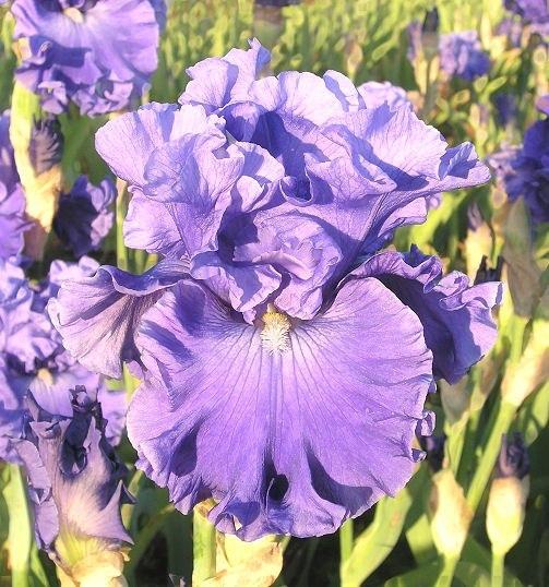 Photo of Tall Bearded Iris (Iris 'Adriatic Waves') uploaded by Misawa77