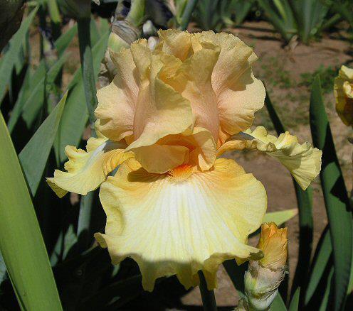 Photo of Tall Bearded Iris (Iris 'Chariots of Fire') uploaded by Misawa77