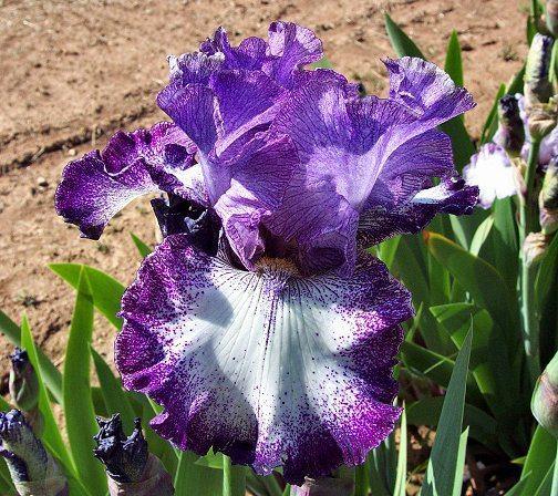 Photo of Tall Bearded Iris (Iris 'Broadband') uploaded by Misawa77