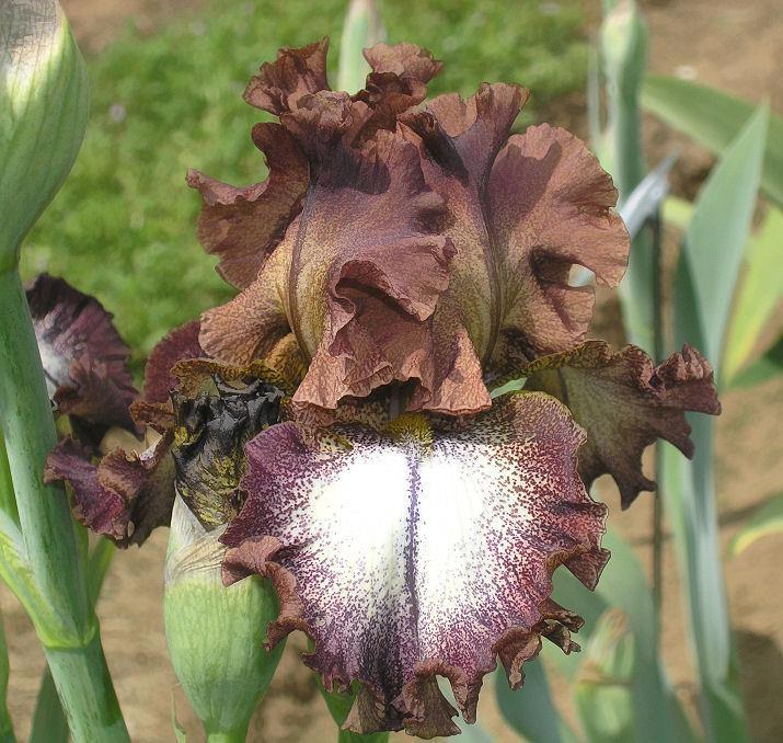 Photo of Tall Bearded Iris (Iris 'Chocolatté') uploaded by Misawa77