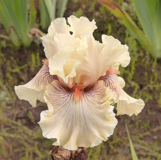 Photo of Tall Bearded Iris (Iris 'Cotillion Gown') uploaded by Misawa77