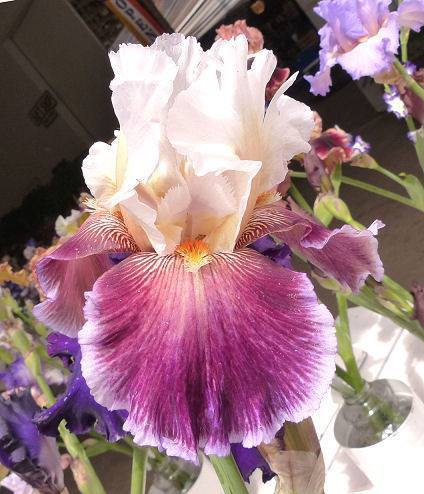 Photo of Tall Bearded Iris (Iris 'Care To Dance') uploaded by Misawa77