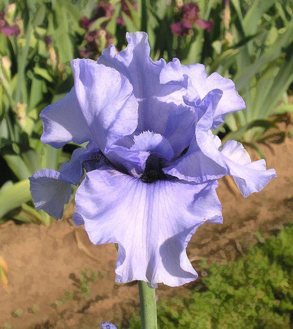 Photo of Tall Bearded Iris (Iris 'Clyde') uploaded by Misawa77