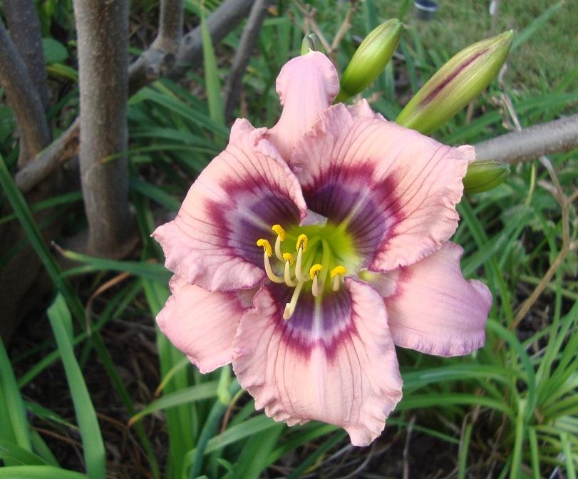 Photo of Daylily (Hemerocallis 'James Fennell') uploaded by deangreen