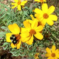 Location: My garden
Date: 2017-12-20
Bee happy!