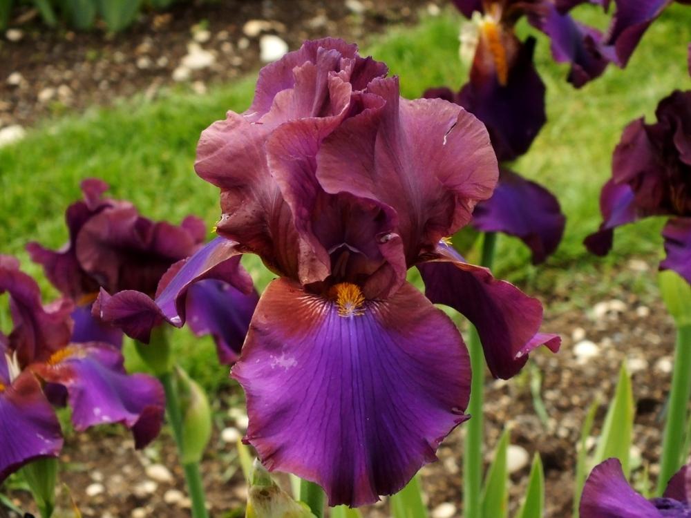 Photo of Tall Bearded Iris (Iris 'Pagan') uploaded by sunnyvalley