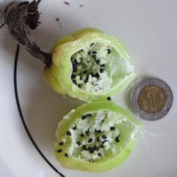 Location: Baja California
Date: 2017-12-20
Fruit is basally dehiscent with a hole at the bottom to release s