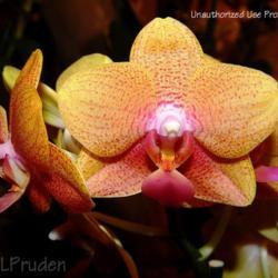Location: Palm Sunday Orchid Show, MI
Date: 2005-03-19
