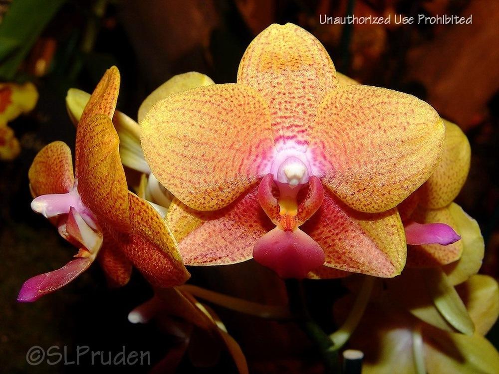 Photo of Orchid (Phalaenopsis Sogo David) uploaded by DaylilySLP
