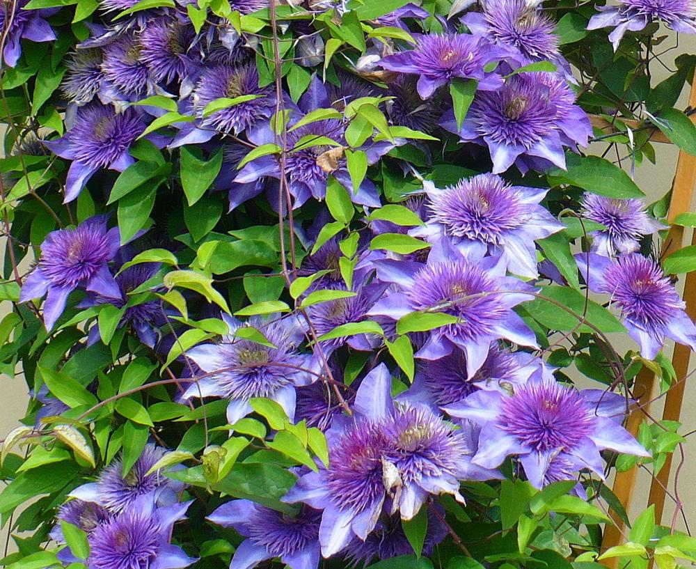 Photo of Clematis 'Multi Blue' uploaded by HemNorth