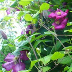 Location: Friend's Garden - Castlegar, B.C.
Date: 2010-06-28
7:40 pm. A Clematis with many different moods.