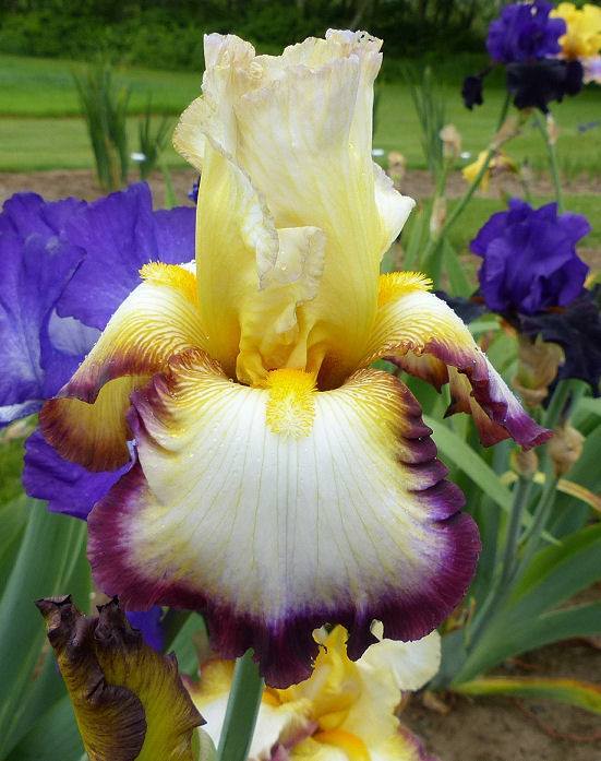 Photo of Tall Bearded Iris (Iris 'Glorious Sky') uploaded by Misawa77
