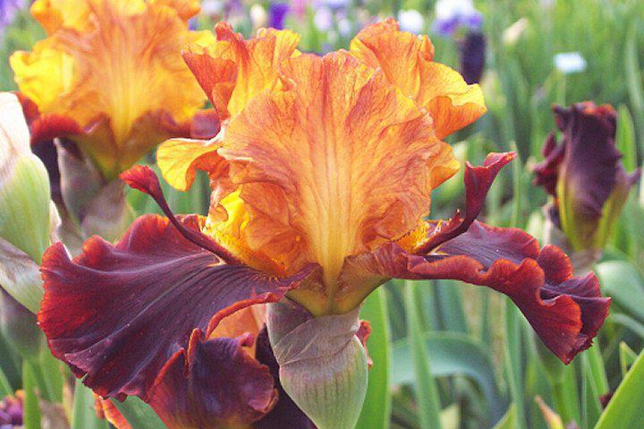 Photo of Tall Bearded Iris (Iris 'Solar Fire') uploaded by Misawa77
