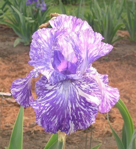 Photo of Tall Bearded Iris (Iris 'Shakin All Over') uploaded by Misawa77