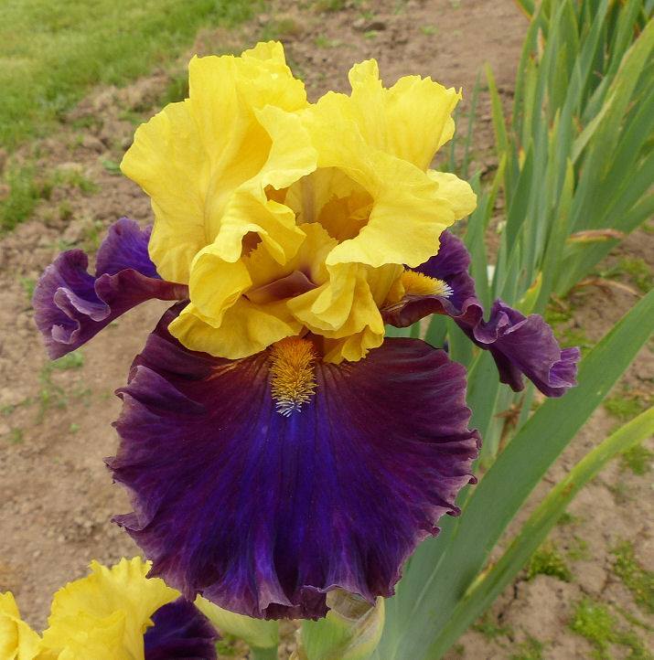 Photo of Tall Bearded Iris (Iris 'Devil's Duchess') uploaded by Misawa77