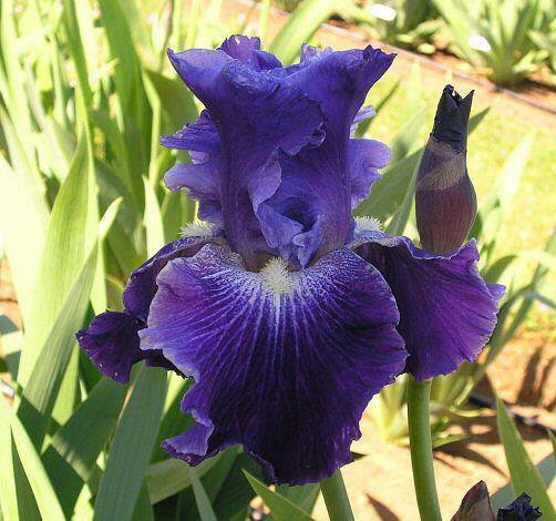 Photo of Tall Bearded Iris (Iris 'Daughter of Stars') uploaded by Misawa77